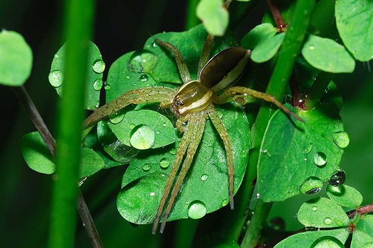 Dolomedes fimbriatus